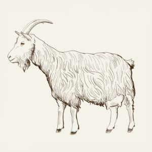 Goat Zabihat