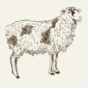 Sheep Zabihat