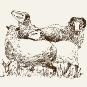 Eid (Udhiyat) Zabihat